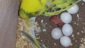 muhabbet kusu yumurta kontrolu e evcil com