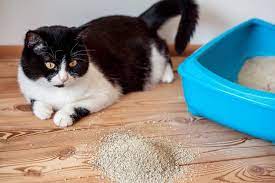5 Ways To Keep Litter From Tracking All Over The Freaking House