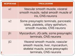 adrenergic receptors