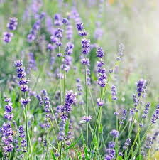 Image result for lavender cuttings