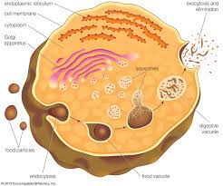 Lysosome Description Formation Function Britannica