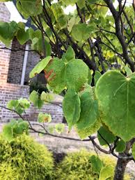 Hi we planted a rising sun redbud about a month ago. Rising Sun Redbud Leaves Turning Brown Any Idea Why Gardening
