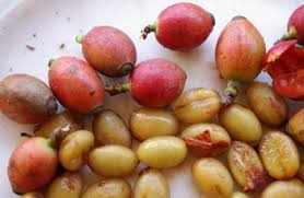 Image result for Coffea schliebenii