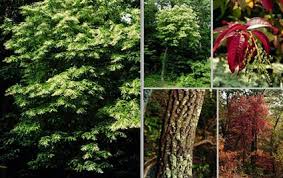 We did not find results for: Oxydendrum Wikipedia