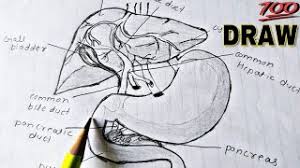 Abstract creative concept vector icon of liver for web and mobile applications isolated on background. How To Draw Liver Stomach And Pancreas Labelled Diagram Class 11 Diagram Liver Youtube