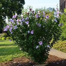 Image result for Hibiscus meyeri