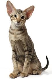 All vaccines tests health certificate vet check. Oriental Shorthair Cat The Happy Cat Site