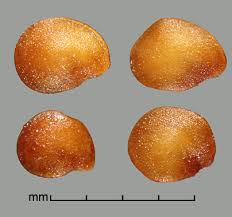 Image result for Solanum viarum