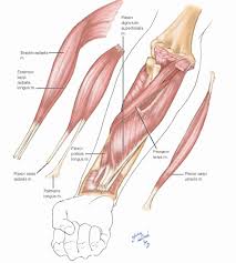 It is separated from the anterior compartment by the interosseous membrane between the radius and ulna. Forearm Vessels Basicmedical Key