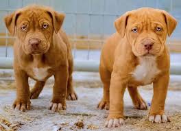 The common thought is that there are only three breeds of dogs that actually belong in that group. Pitbull American Pit Bull Terrier Information Images K9 Research Lab
