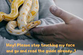 Ball Python Enjoying Being Handled Ball Python Care Ball Python Pet Snake