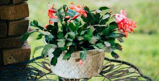 Slightly different times so thanksgiving. Thanksgiving Cactus Care Tips For Growing Schlumbergera Truncata