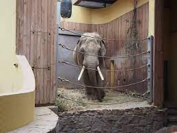 1949 na podnět bohumila vítka jako součást vznikajícího přírodního parku r. Slon Picture Of Zoo Ostrava Ostrava Tripadvisor
