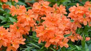 Kambani Hariyuva Kangalinda – ಕಂಬನಿ ಹರಿಯುವ ಕಣ್ಗಳಿಂದ