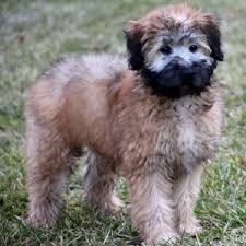 Soft coated wheaten terrier puppies for sale. Gabe Soft Coated Wheaten Terrier Puppy 625865 Puppyspot