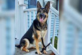 20,157 likes · 62 talking about this · 56 were here. Nj Rescue Dog Saves Owner S Life During Stroke