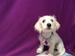Inland Valley Humane Society Dog Adoption Humane Society Pet Life