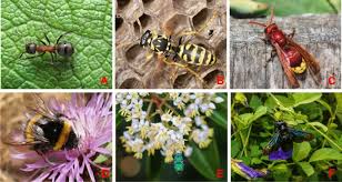 To date, a total of six categories of plant disease, consist of 12 different diseases were recorded (table 2). Benefits Of Insect Colours A Review From Social Insect Studies Springerlink