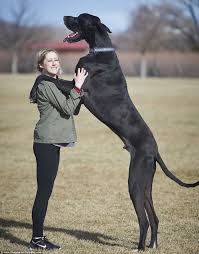 Is This 7 Feet Tall Great Dane The World S Tallest Dog The Express Tribune Dog Breeds Tallest Dog World S Tallest Dog