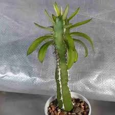 Image result for Euphorbia persistentifolia