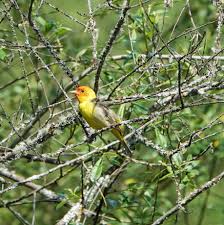 Image result for Launaea rogersii