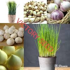 Tanam siung bawang putih dengan jarak sekitar 4 inchi dan kedalaman 2 inchi. Jual Victory Seed 1 Umbi Ubi Bibit Bulbs Bawang Putih Lanang Tunggal Single Pearl Monobulb Bulb Mutiara White Allium Sativum Solo Garlic Terbaru Juni 2021 Blibli