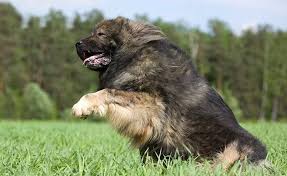 Selective breeding of caucasian shepherds started in the soviet union from about 1920 from dogs of the caucasus mountains and the steppe regions of southern russia. Cane Da Pastore Del Caucaso Carattere E Informazioni Sulla Razza