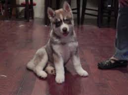 You might have to publish the picture yourself. Akc Siberian Husky Puppy For Sale In Dallas Texas Classified Americanlisted Com