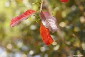 Image result for Combretum kraussii