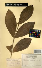 Image result for Sherbournia bignoniiflora