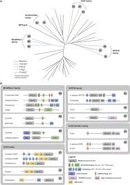 Dna mutations are permanent changes in the dna sequence of a gene. Function And Evolution Of The Dna Protein Crosslink Proteases Wss1 And Sprtn Sciencedirect