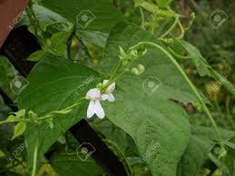 The broadest definition is the word's use adjectivally to mean matter of plant origin. Bean With White Flowers In The Vegetable Garden Scientific Name Phaseolus Vulgaris Stock Photo Picture And Royalty Free Image Image 3296849