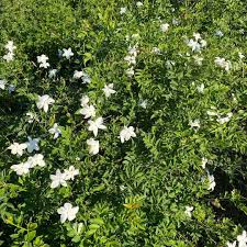 Image result for Jasminum grandiflorum