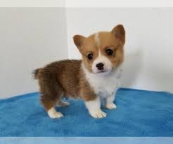 Maybe you would like to learn more about one of these? Pembroke Welsh Corgi Dog Breeder Subs 99778 Near Clark Missouri Usa Subs 99778 On Puppyfinder Com Corgi Dog Dog Breeder Welsh Corgi Dog