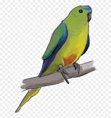 The image is png format with a clean transparent background. African Grey Parrot Clipart Cute Lovebird Png Download 3727033 Pinclipart