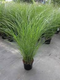 Miscanthus Sinensis Gracillimus Gardenlandscapedesignperennials Gracillimus Miscanthus Garden In 2020 Modern Landscaping Yard Landscaping Grasses Landscaping