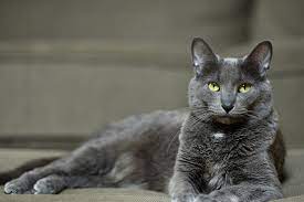 korat kedi cinsi ozellikleri ve bakimi miyavliyo