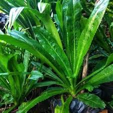 Untuk obat demam, gunakan 15 gram daun segar direbus. Jualan Bibit Tanaman Herbal Postingan Facebook