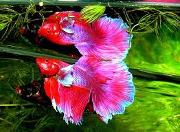 When people breed betta fish, they usually introduce the fish slowly by putting them in adjacent however, betta courtship is pretty aggressive and the females tend to get kind of banged up, then. 25 Most Beautiful Fish In The World With Pictures Build Your Aquarium