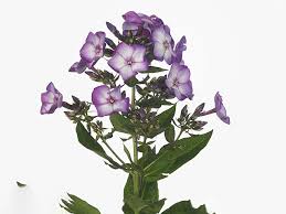 Image result for Phlox paniculata `Sweet Summer`