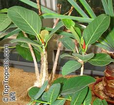 Image result for Ficus fischeri