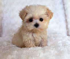 Daily dose of tiny and cutest puppies turn on post notifications use #weepuppies or @weepuppies to be featured! Most Cutest Little Puppy In The World Cute Animals Cute Dogs And Puppies Cute Little Puppies