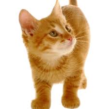 Besoin de vous faire un avis sur pet lodge pet resort ? Distribution Atlanta Pet Life