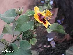 Image result for Abutilon hirtum