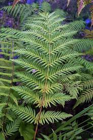 Image result for Todea