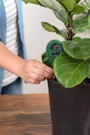 How To Care For A Fiddle Leaf Fig Care Fiddle Fig Leaf Fiddle Leaf Fig Fiddle Leaf Fig Care Fiddle Leaf
