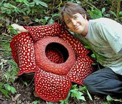 Rafflesia Arnoldii Page Strange Flowers Unusual Plants Weird Plants