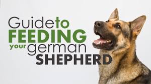 German Shepherd Feeding Guide German Shepherd Food German