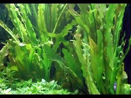 Maybe you would like to learn more about one of these? Aponogeton Crispus Care And Info Aka Crinkled Ruffled Aponogeton Youtube