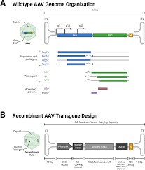 Image result for Gold 1995 AAV